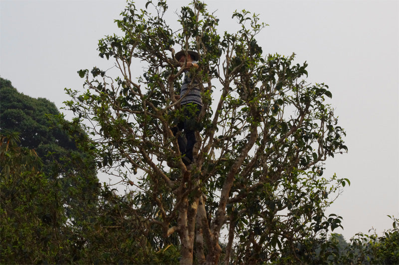 茶 TEA - ANCIENT - BLACK