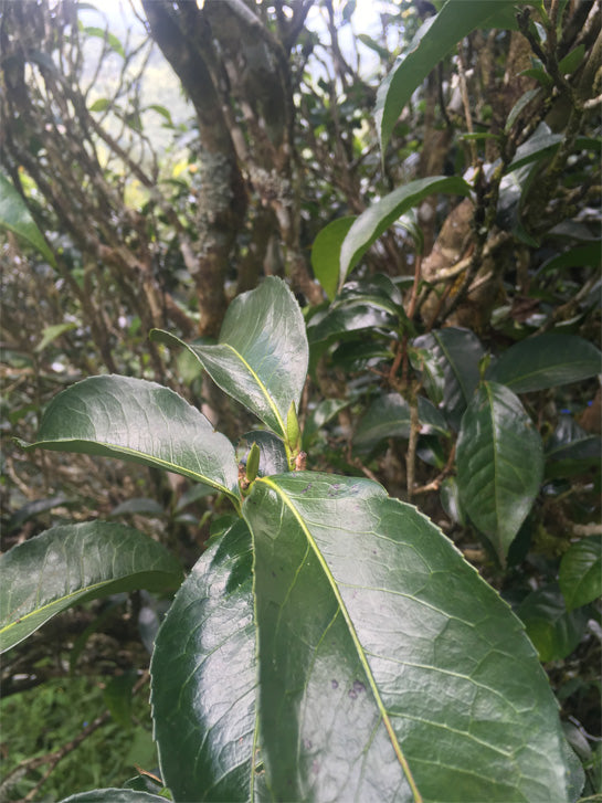 茶 TEA - WILD - PUERH