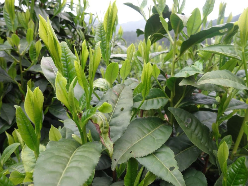 茶 TEA - INDIGENOUS - GREEN